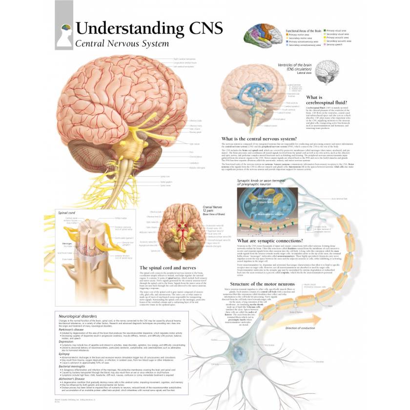 Understanding CNS (Central Nervous System) Chart