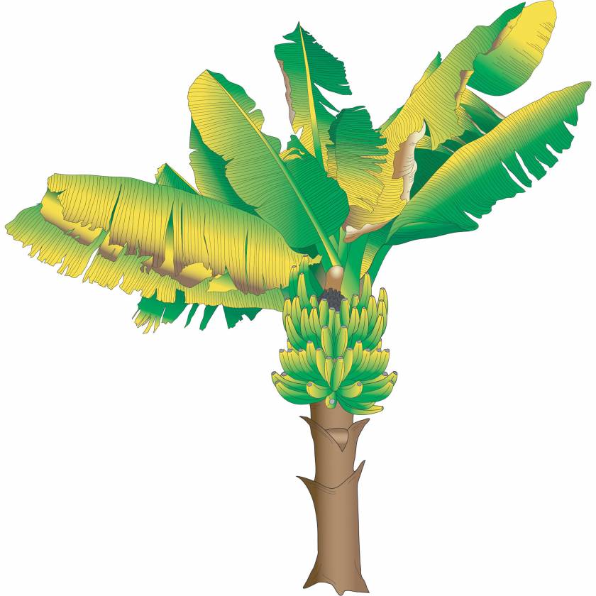 Clinton Wall Sticker - Banana Tree