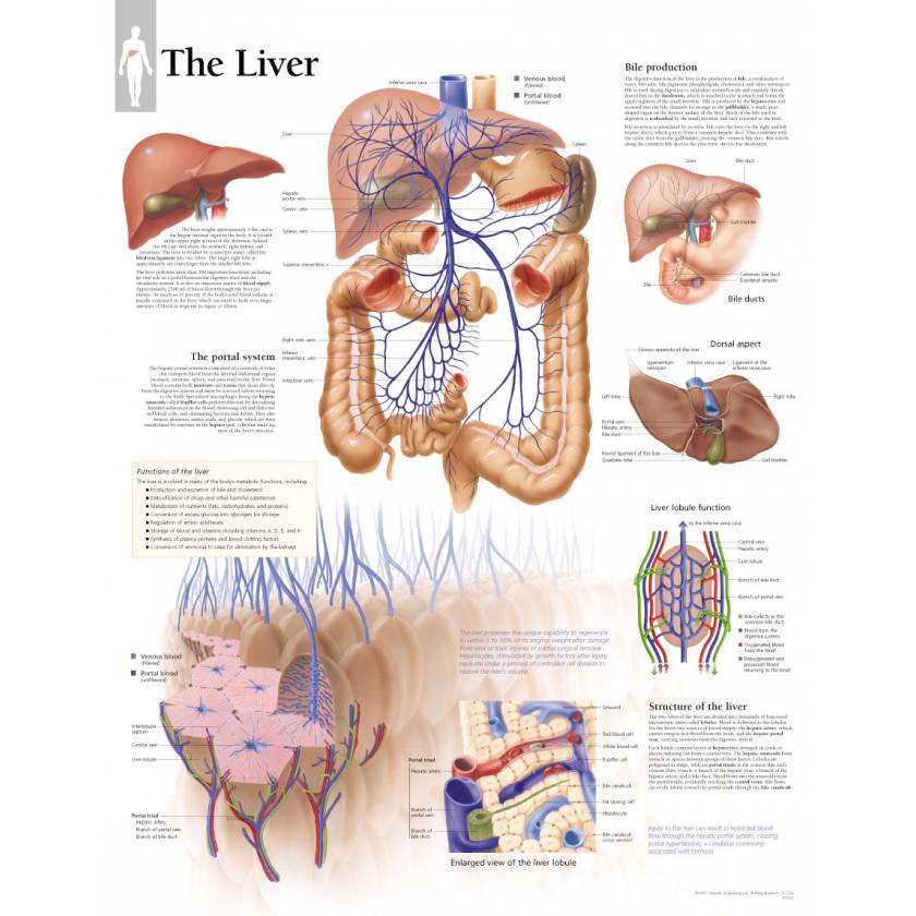 The Liver Chart