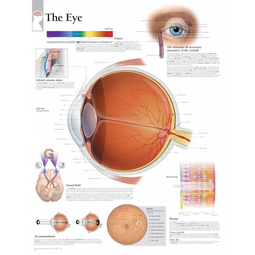 The Eye Chart