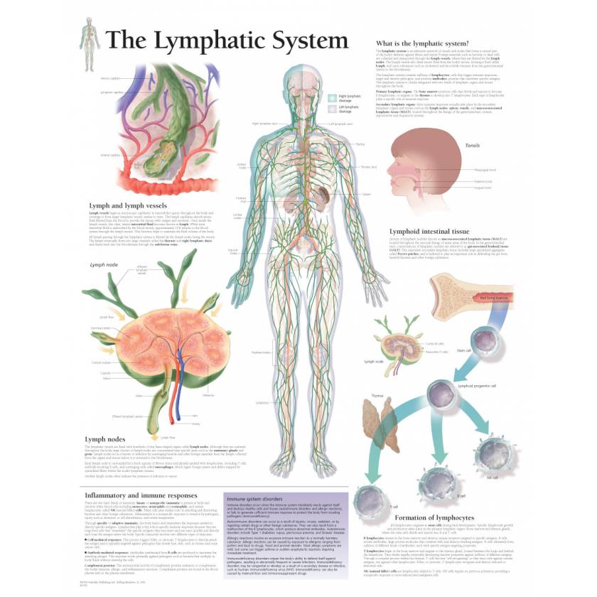 The Lymphatic System Chart