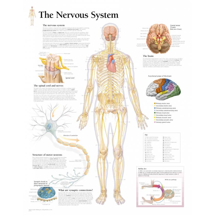 The Nervous System Chart