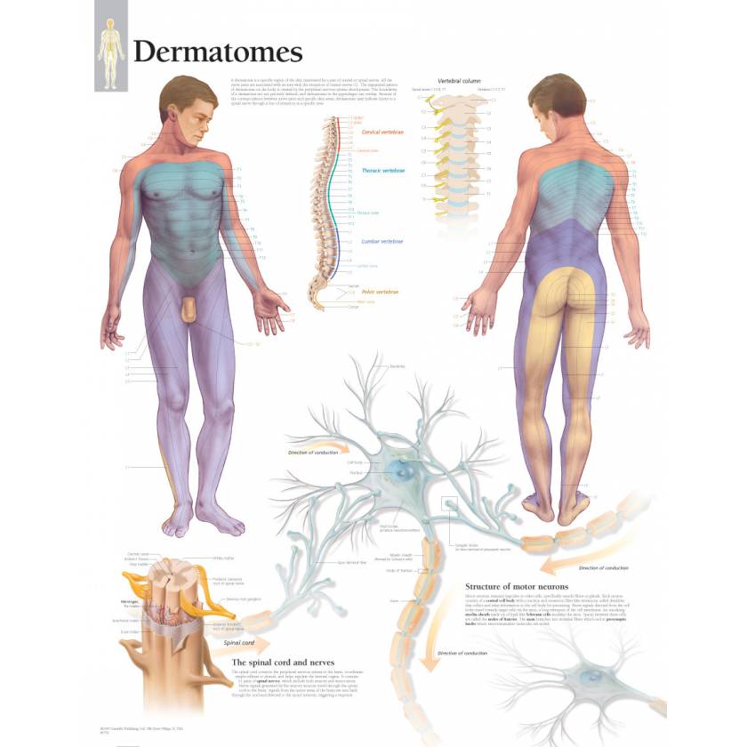 Dermatomes Chart
