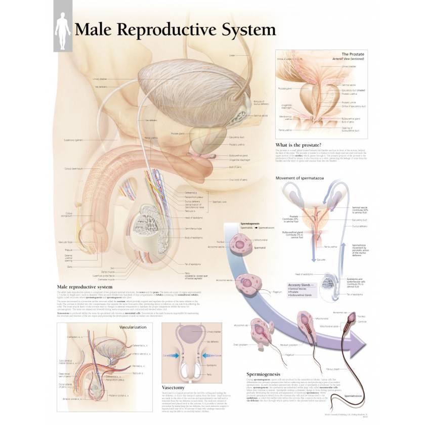 Male Reproductive System Chart