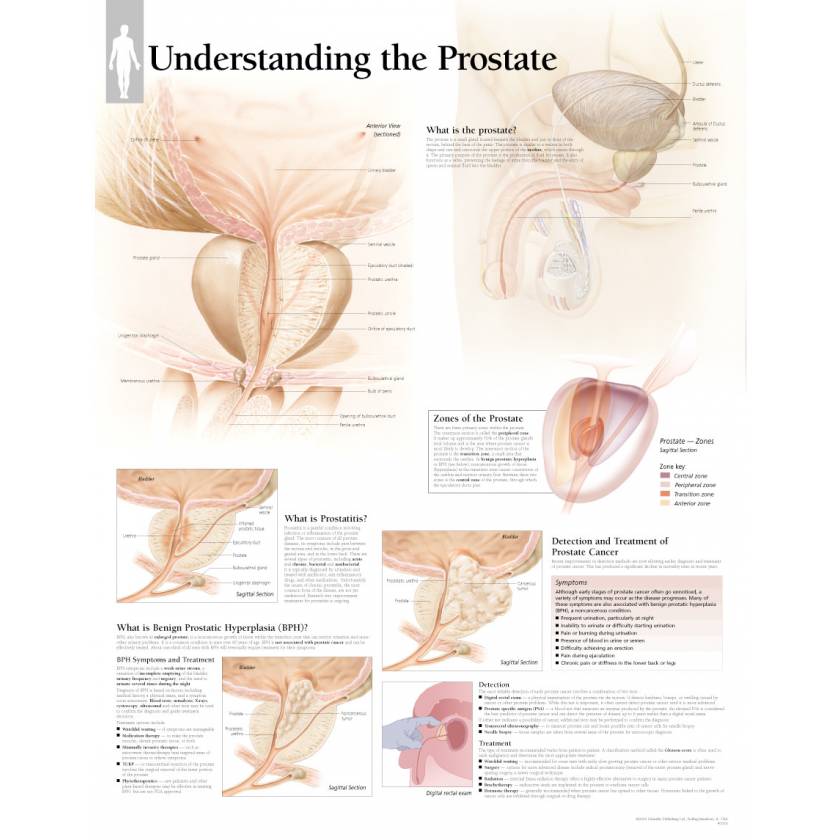 Understanding The Prostate Chart