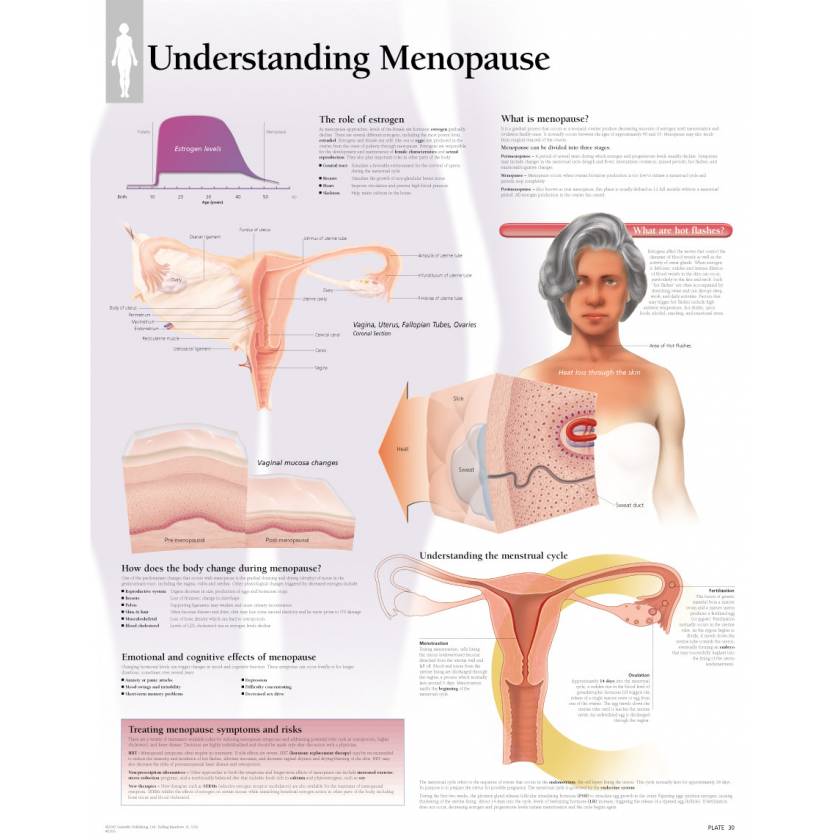 Understanding Menopause Chart