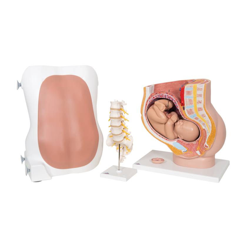 3B Scientific 8000874 Anesthesiology Lab Set