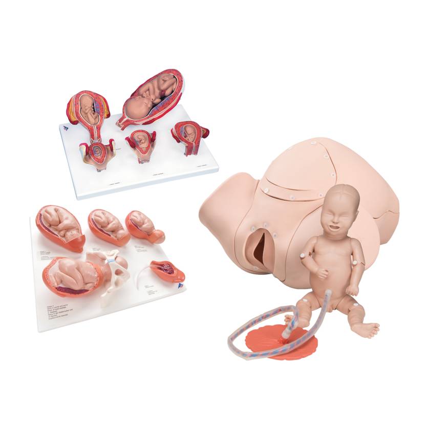 3B Scientific 8000877 Obstetrics Lab Basic Set