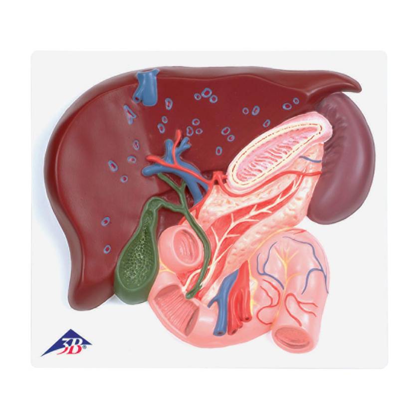 Gallbladder Lab Model 3B Scientific 8000884 Gallbladder Set