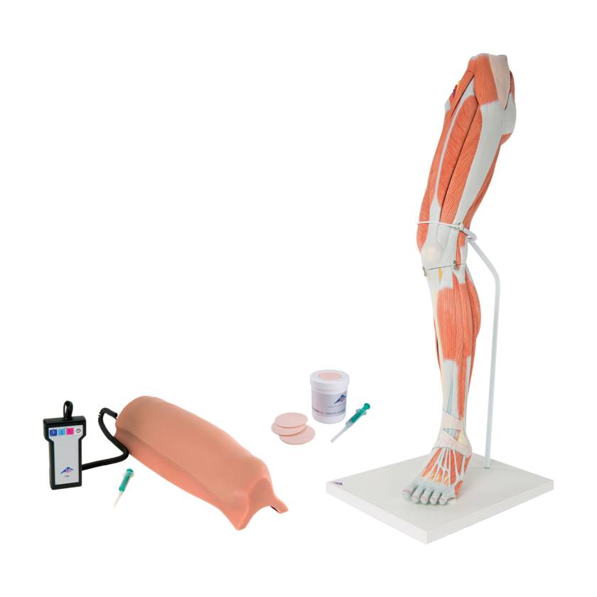 3B Scientific 8000887 Lower Intramuscular Injection Training Set