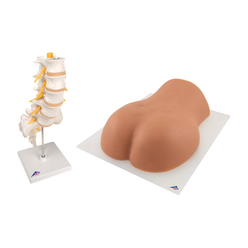 3B Scientific 8000890 Lumbar Spinal Injection Kit