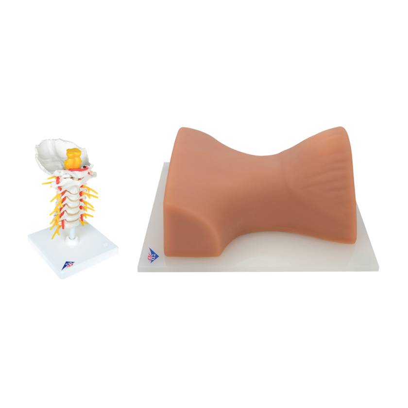 3B Scientific 8000891 Cervical Spinal Injection Kit
