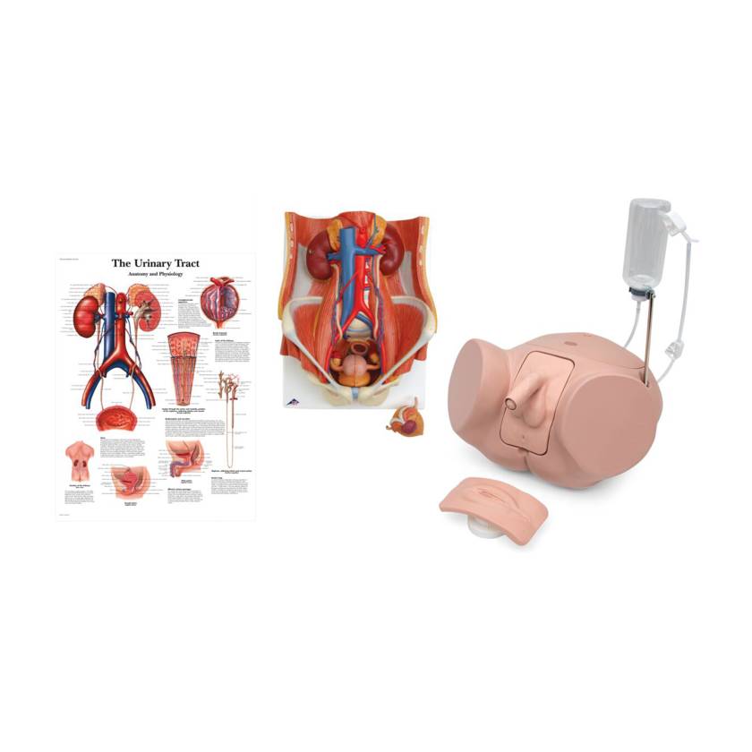3B Scientific 8000892 Dual Sex Catheterization PRO Set