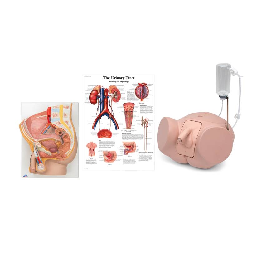 3B Scientific 8000894 Catheterization PRO Kit - Male