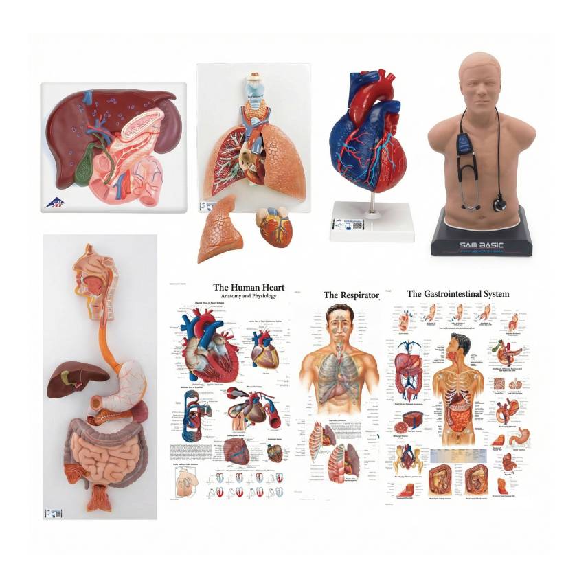 3B Scientific 8000995 Auscultation Training Set
