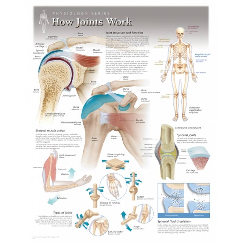 How Joints Work Laminated