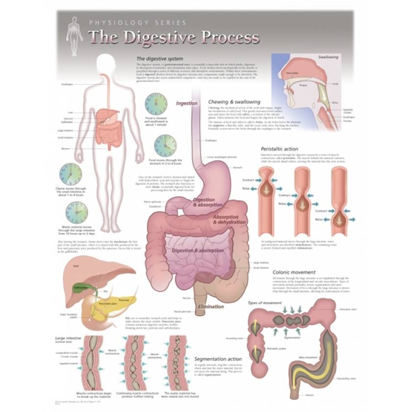 The Digestive Process Laminated