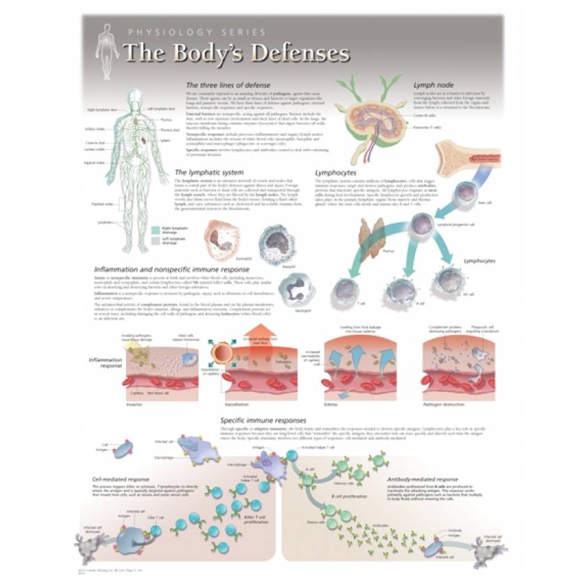 The Body's Defenses Laminated