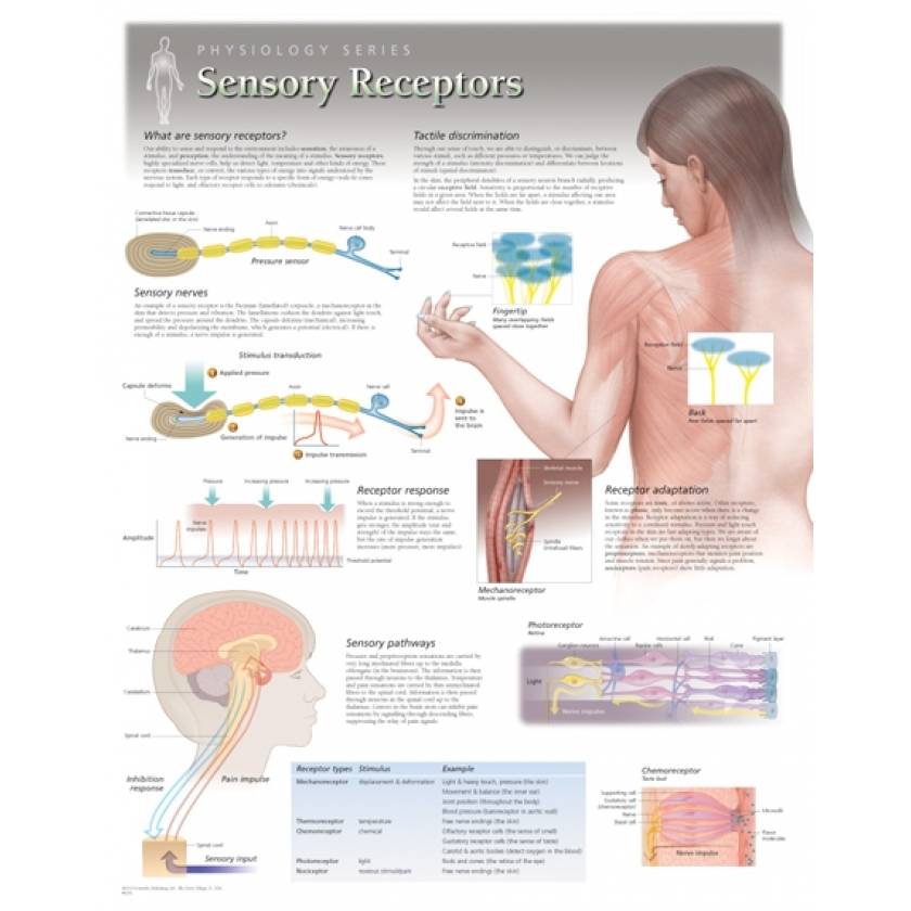 Sensors & Receptors Laminated