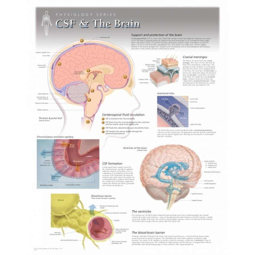 CSF & The Brain Laminated