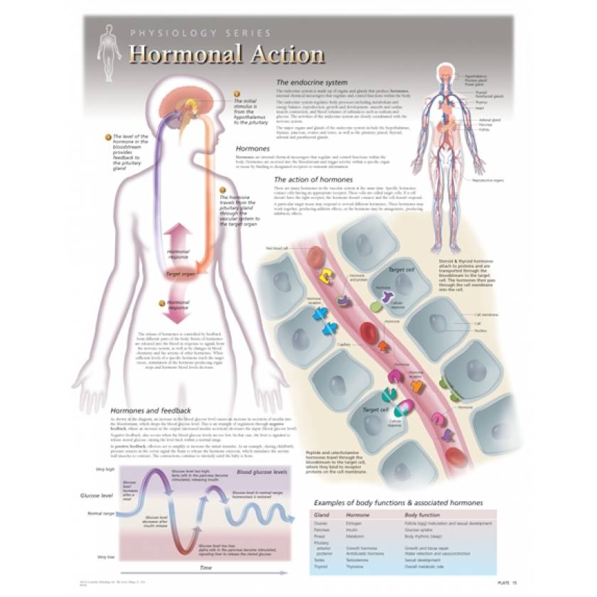 Hormonal Action Laminated