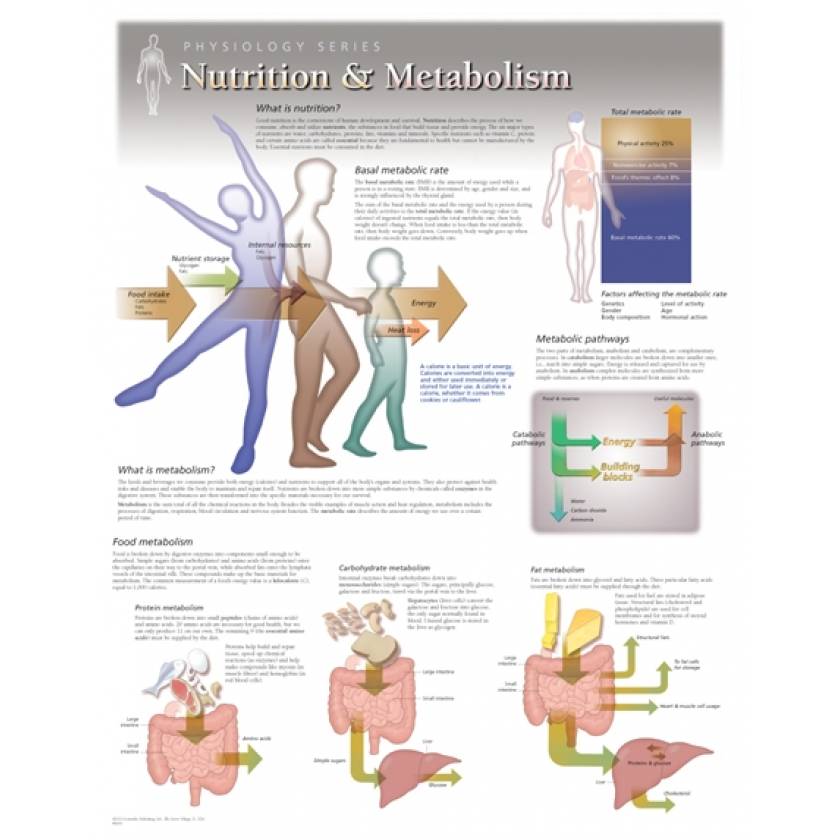 nutrition and metabolism essay