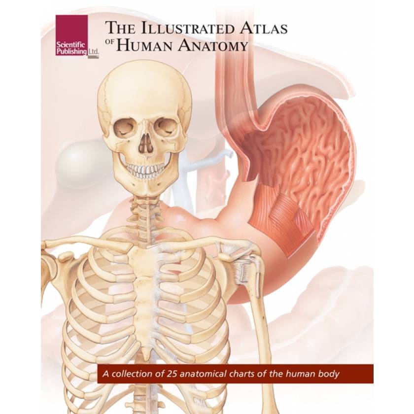 The Illustrated Atlas of Human Anatomy