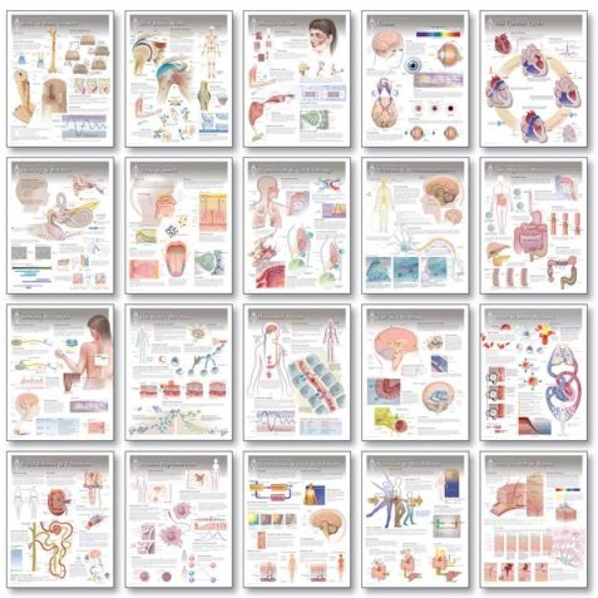 Complete Set of All 20 Physiology Charts