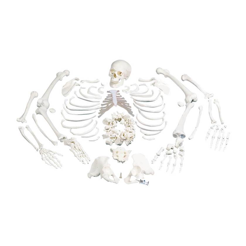 3B Scientific Model A05-1 Disarticulated Full Skeleton with 3 Part Skull - 3B Smart Anatomy