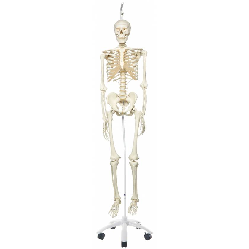 Stan the Standard Skeleton on Hanging Roller Stand - 3B Smart Anatomy