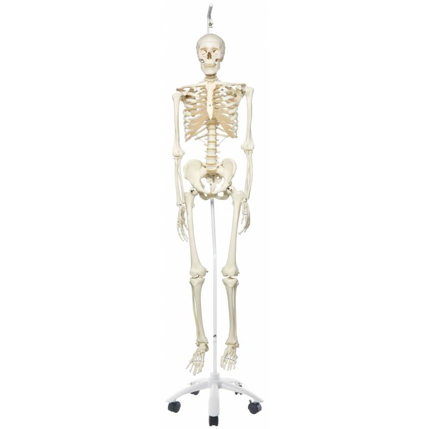 Stan the Standard Skeleton on Hanging Roller Stand - 3B Smart Anatomy