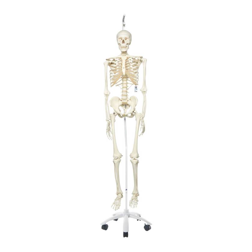 3B Scientific A10-1 Stan the Standard Skeleton on Hanging Roller Stand - 3B Smart Anatomy