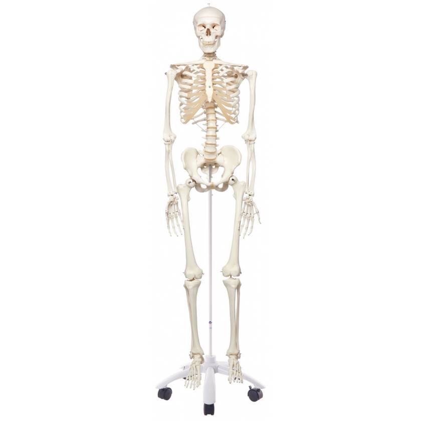 Stan the Standard Skeleton on Pelvic Mounted Roller Stand - 3B Smart Anatomy