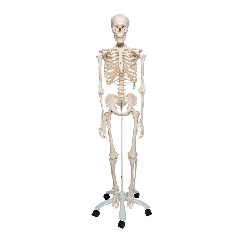 3B Scientific Model A10 Stan the Standard Skeleton on Pelvic Mounted Roller Stand - 3B Smart Anatomy