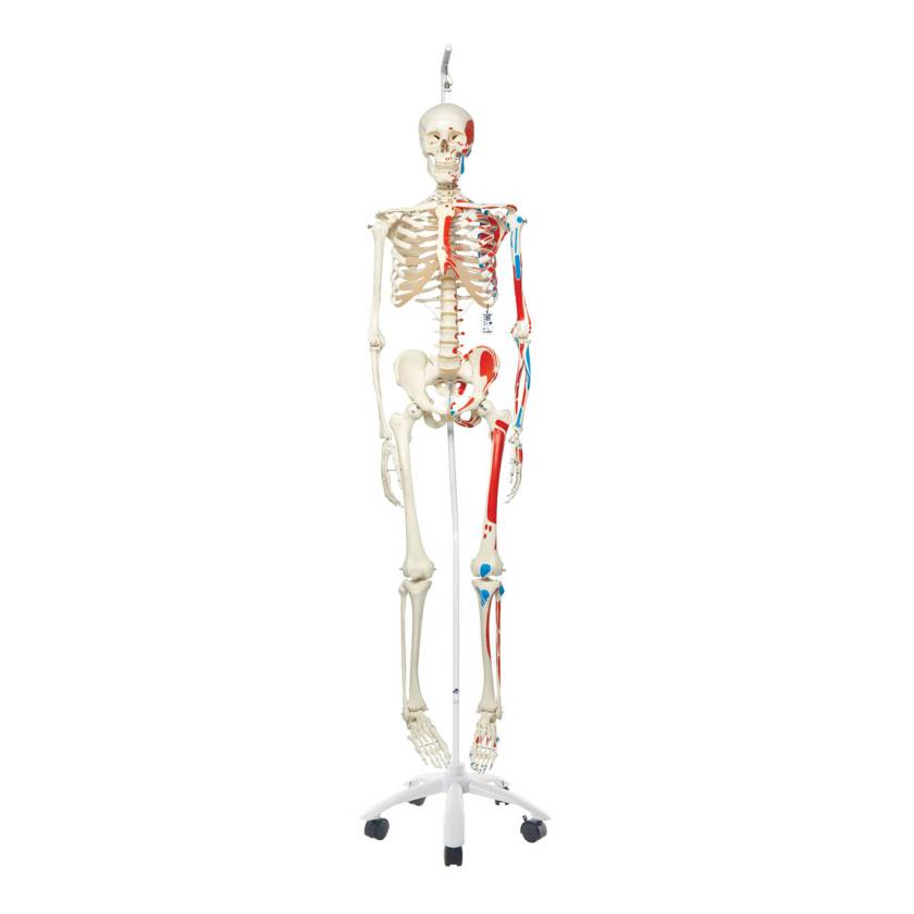 3B Scientific A11-1 Max the Muscle Skeleton on Hanging Roller Stand - 3B Smart Anatomy