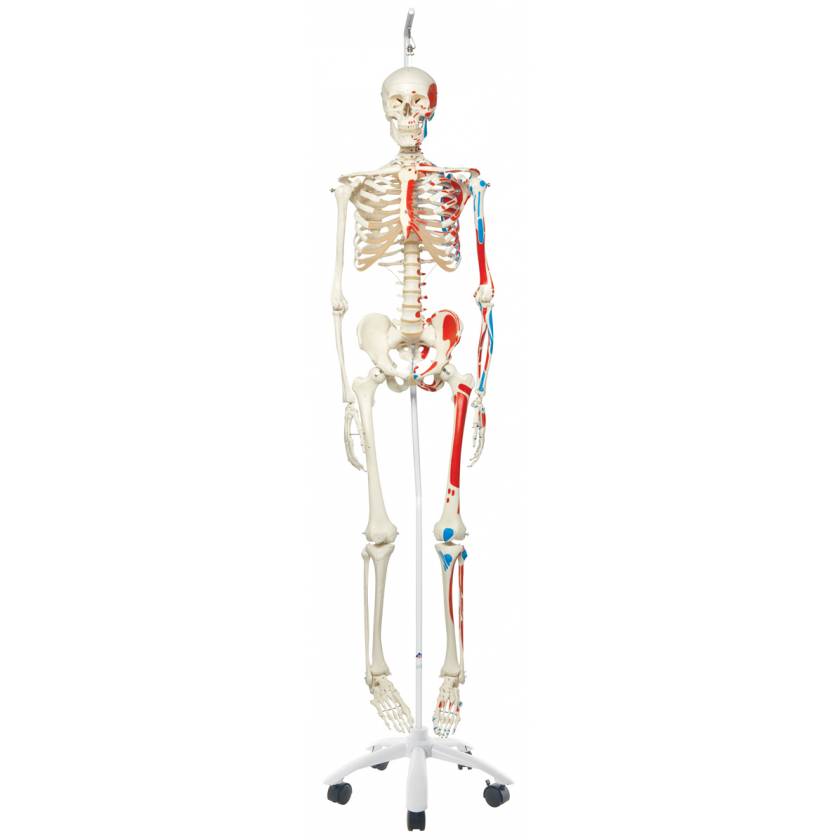 Max the Muscle Skeleton on Hanging Roller Stand - 3B Smart Anatomy