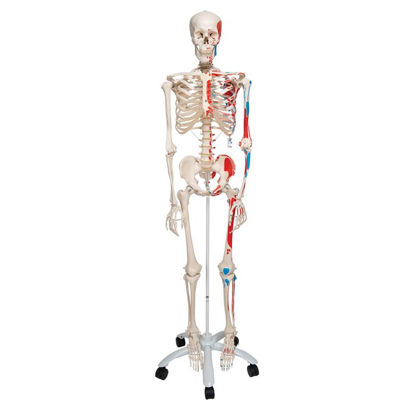 3B Scientific A11 Max the Muscle Skeleton on Pelvic Mounted Roller Stand - 3B Smart Anatomy