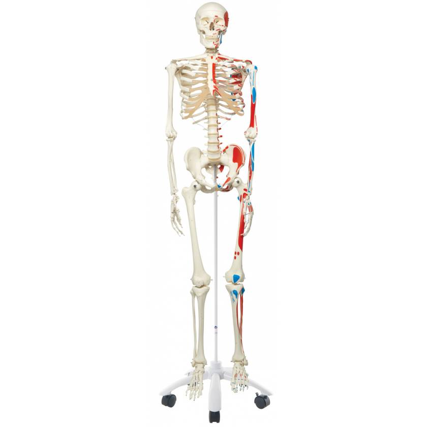 Max the Muscle Skeleton on Pelvic Mounted Roller Stand