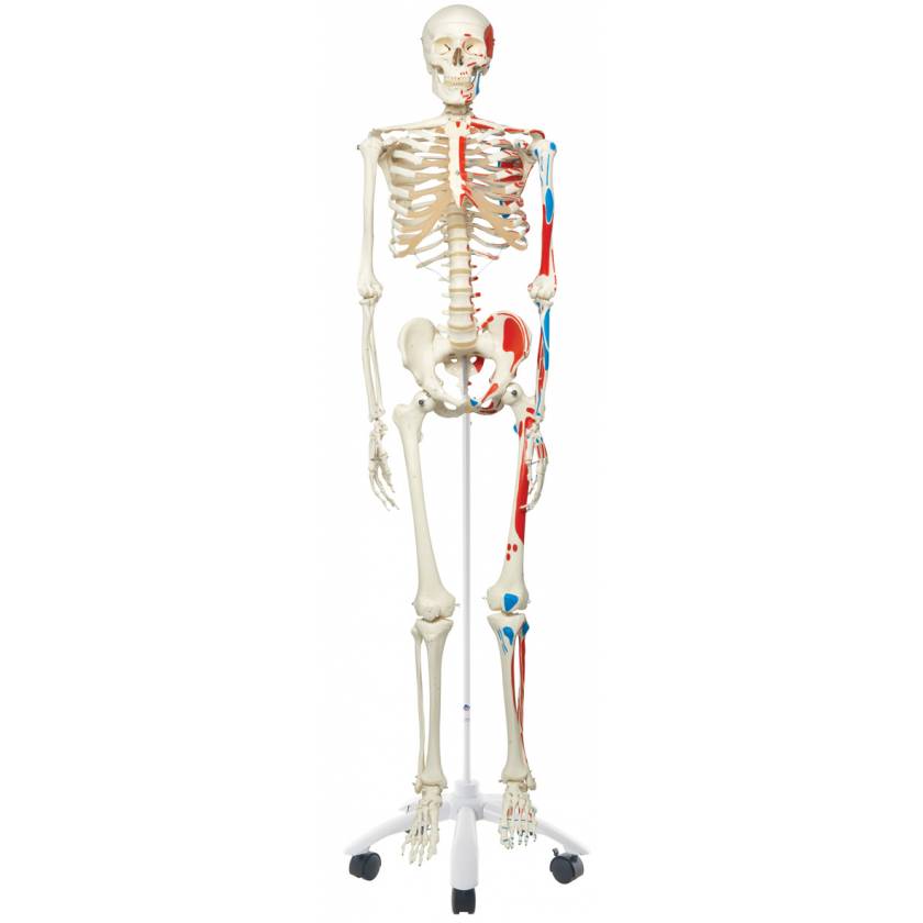 Max the Muscle Skeleton on Pelvic Mounted Roller Stand - 3B Smart Anatomy