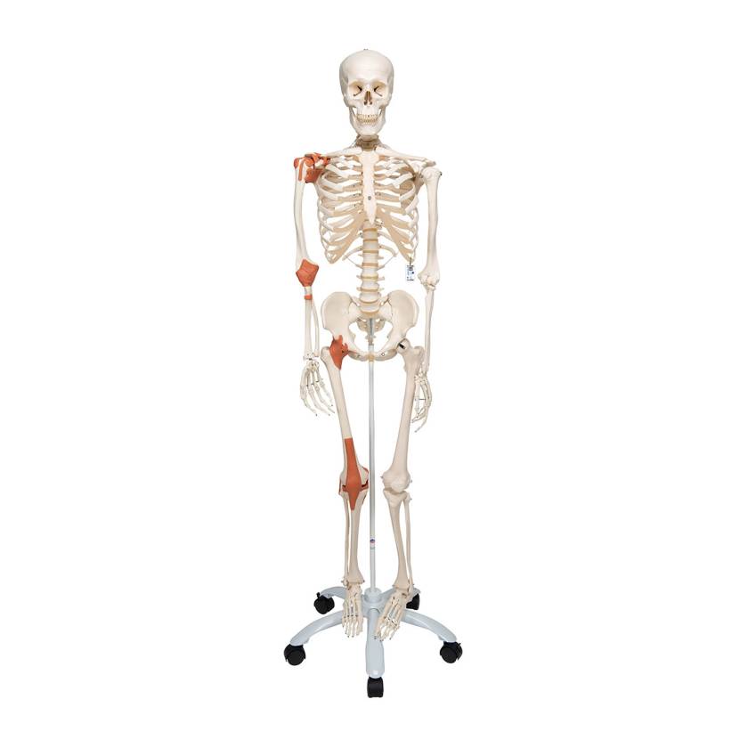 3B Scientific A12 Leo the Ligament Skeleton on Pelvic Mounted Roller Stand - 3B Smart Anatomy