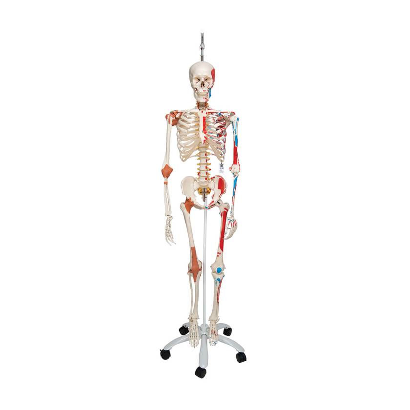 3B Scientific A13/1 Sam the Super Skeleton with Muscles & Ligaments on Hanging Roller Stand - 3B Smart Anatomy