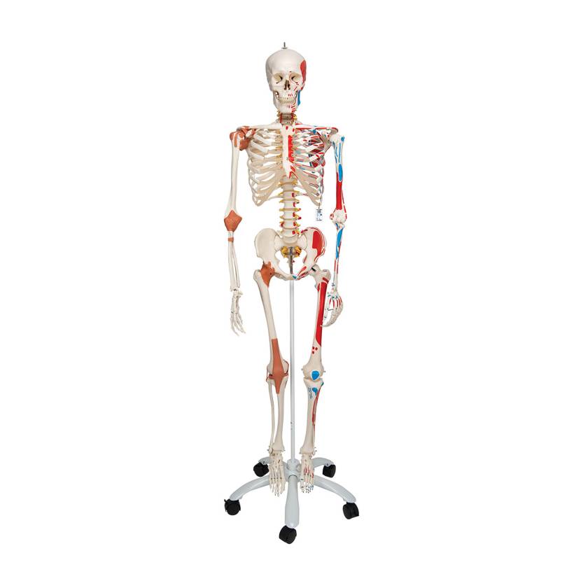 3B Scientific A13 Sam the Super Skeleton with Muscles & Ligaments on Pelvic Mounted Roller Stand