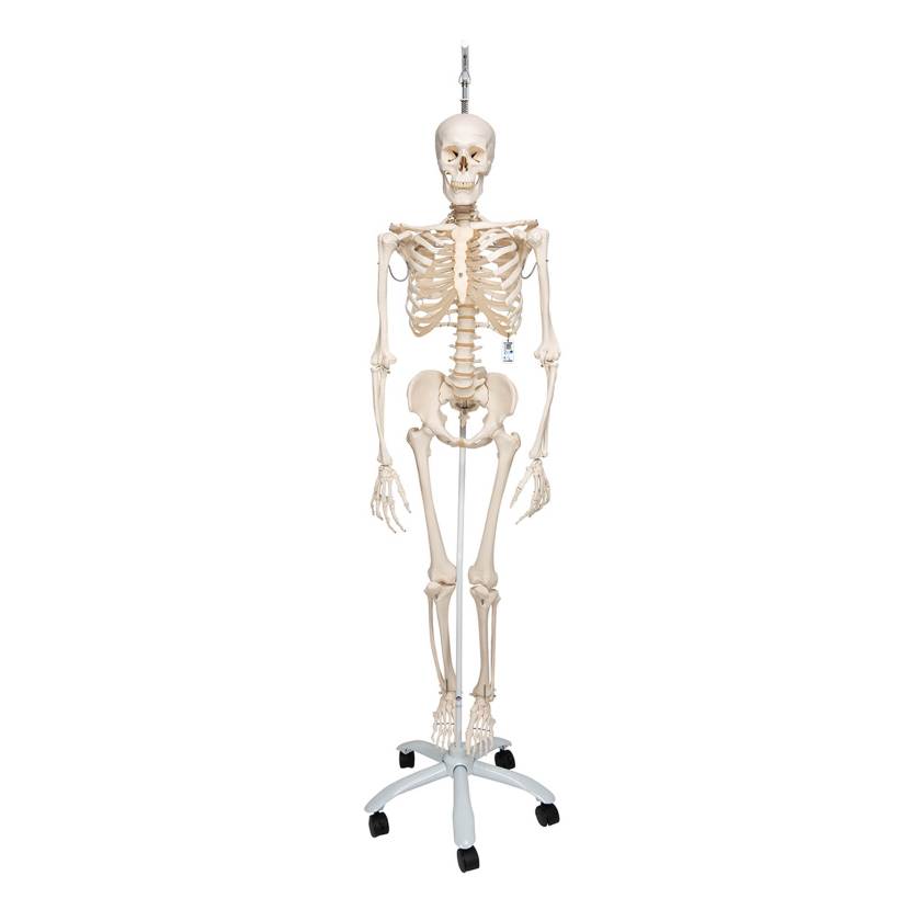 3B Scientific A15 Phil the Physiological Flexible Skeleton on Hanging Roller Stand - 3B Smart Anatomy