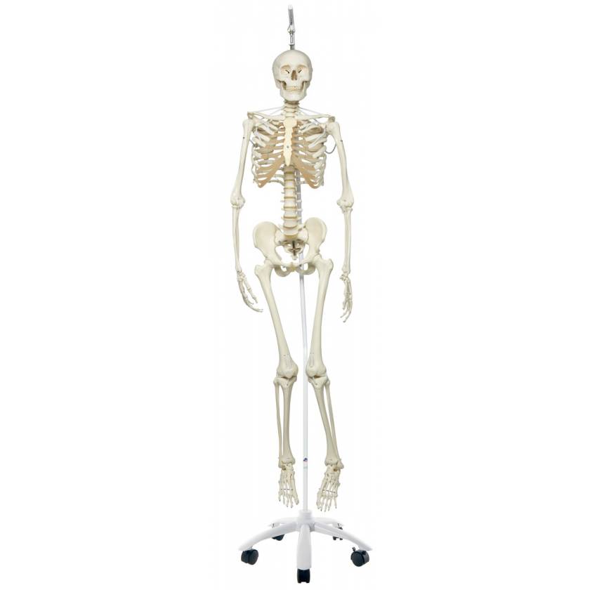 Frank the Functional Flexible Skeleton on Hanging Roller Stand