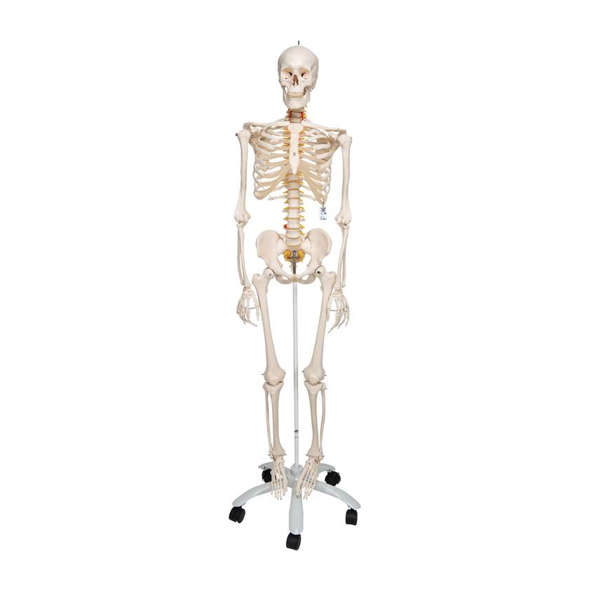 3B Scientific A15 Fred the Flexible Skeleton with Flexible Foot & Hand Wire Mounted - 3B Smart Anatomy