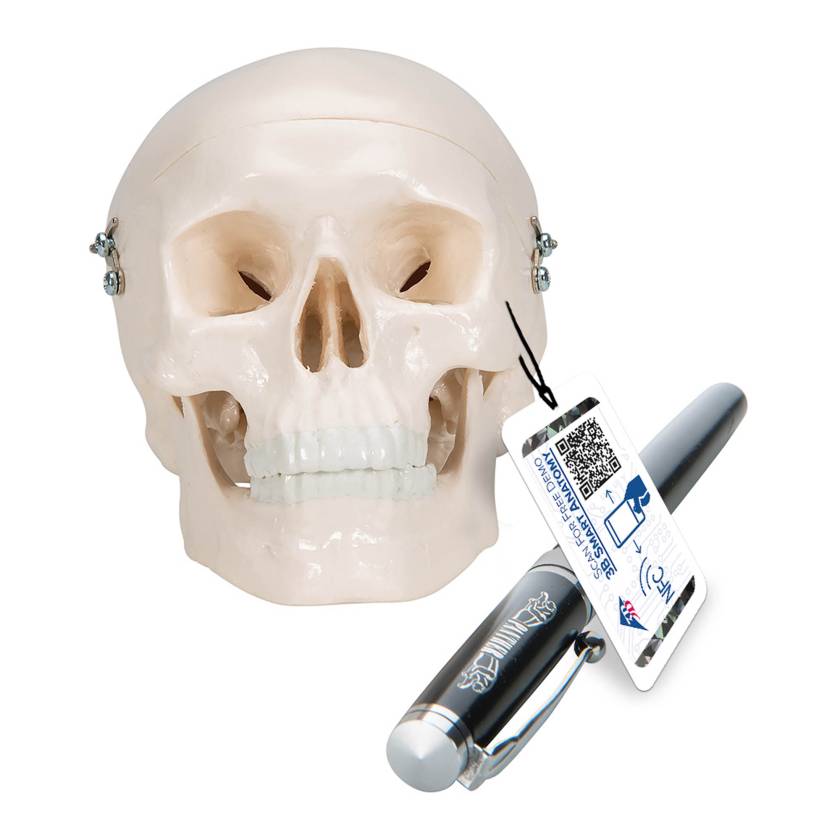 3B Scientific A18/5 Mini Skull Model - 3B Smart Anatomy