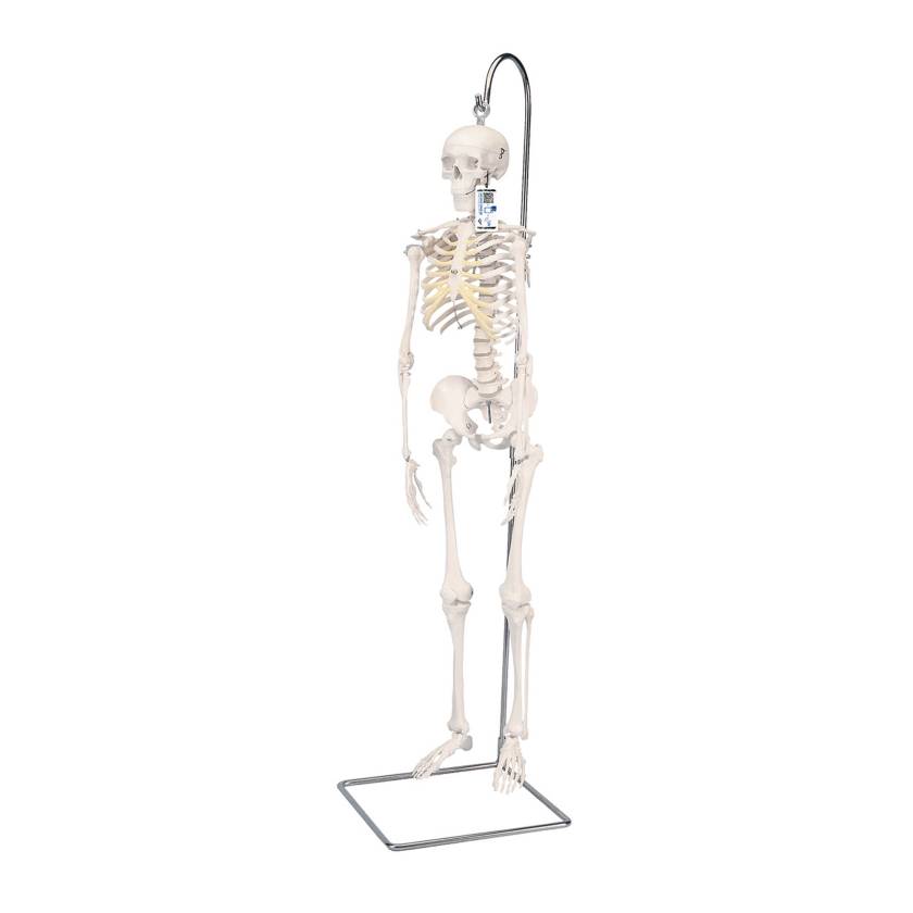 3B Scientific A18-1 Mini Skeleton on Hanging Stand - 3B Smart Anatomy