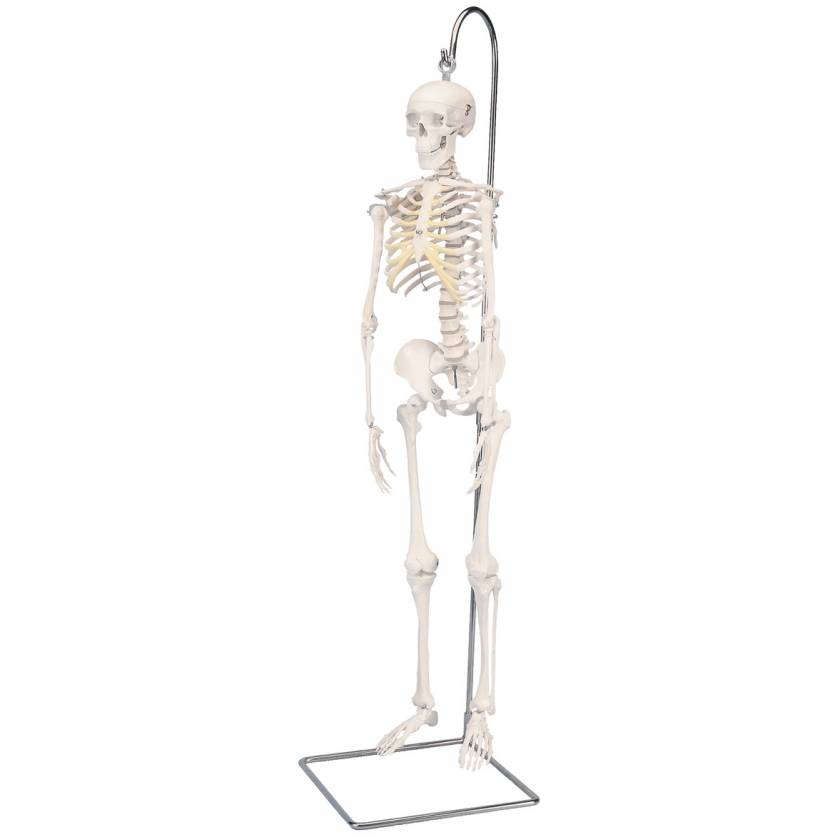 Mini Skeleton on Hanging Stand - 3B Smart Anatomy