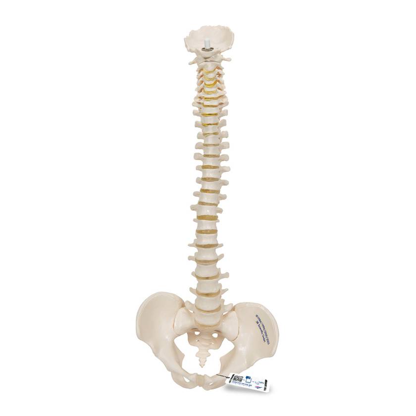 3B Scientific A18-20 Mini Vertebral Column - Flexible - No Stand - 3B Smart Anatomy