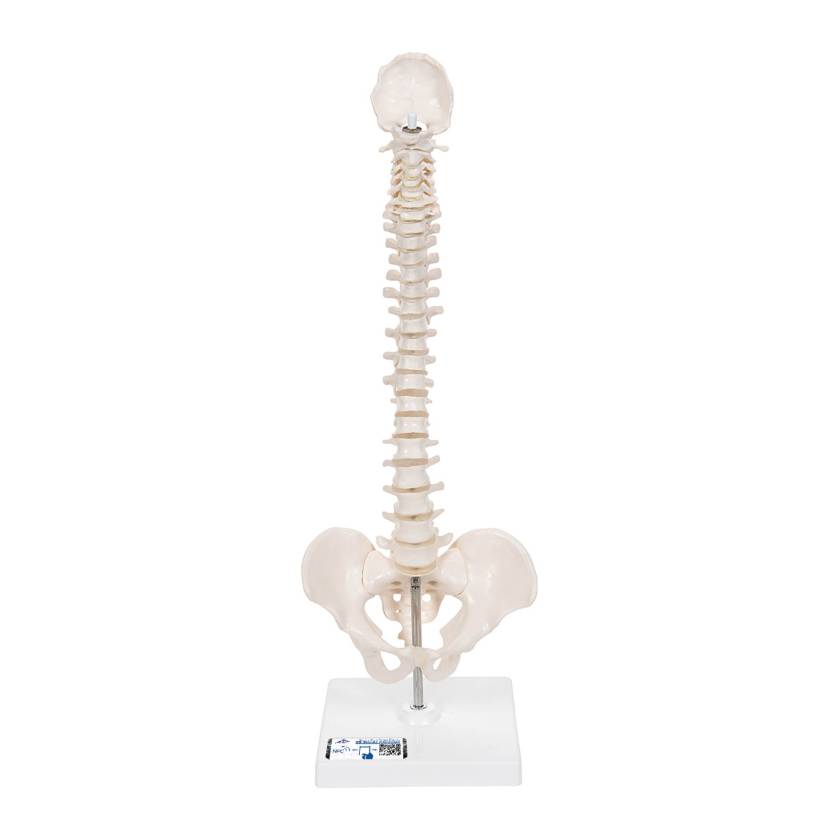 3B Scientific A18-21 Mini Vertebral Column on Stand - Flexible - 3B Smart Anatomy
